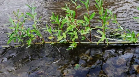 Stream of clean water Stock Footage 44723406