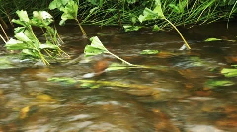 Stream of clean water Stock Footage 44723439