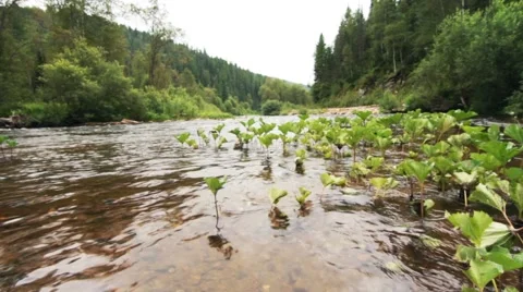 Stream of clean water Stock Footage 44723457