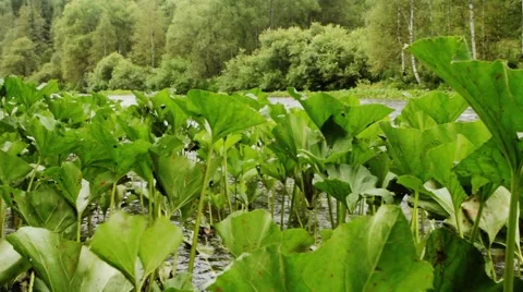 Stream of clean water Stock Footage 44723645