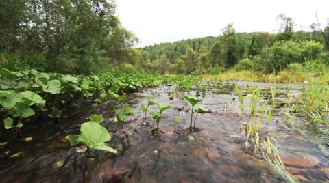 Stream of clean water Stock Footage 44723701