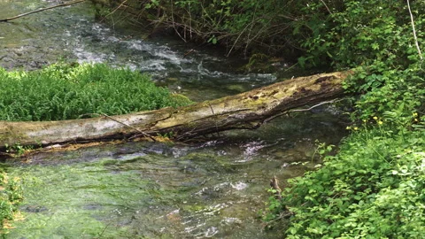 Stream with clear and transparent waters that flow under a fallen trunk. Stock Footage 153749296