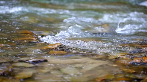 Stream clear mountain river 스톡 동영상 54618243