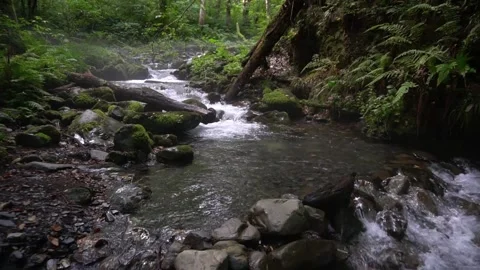 A stream with clear transparent water flows through a mysterious forest among Video stock 165238788