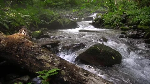 A stream with clear transparent water flows through a mysterious forest among Video stock 165238827