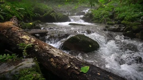 A stream with clear transparent water flows through a mysterious forest among Video stock 165362529