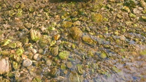 Stream of clear water flowing through stones. 動画素材 217414964