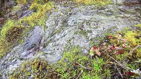 Stream of clear water Stock Footage 54135132