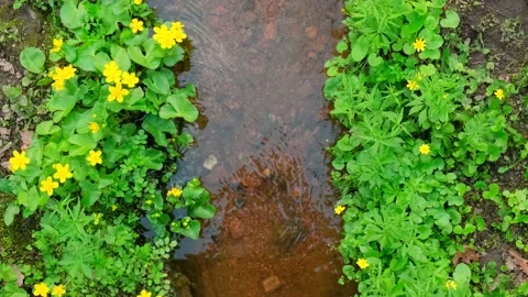A stream with clear water Stock Footage 154653960