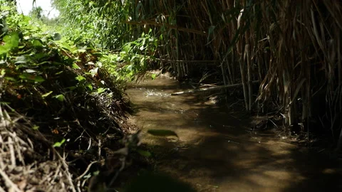 Stream with clear water running in summer green forest. Moving with steadicam Stock Footage 196822463
