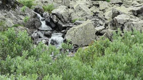 A stream with  clear water runs between rocks and a dwarf willow . Video stock 133617564