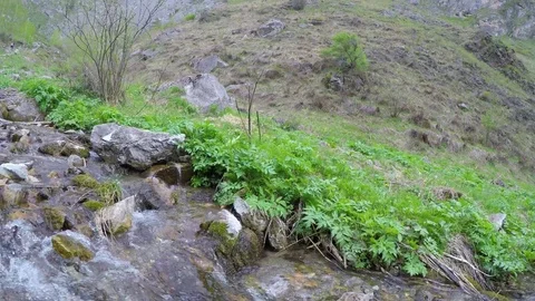 Stream Cliff herb Gorge mountains Stock Footage 75807753