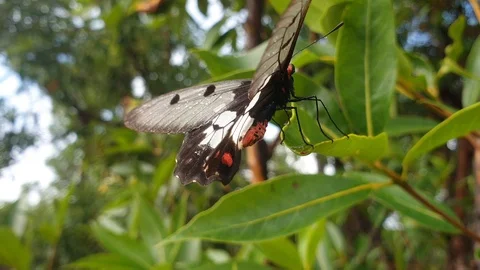 Stream close up of butterfly Stock Footage 112737534