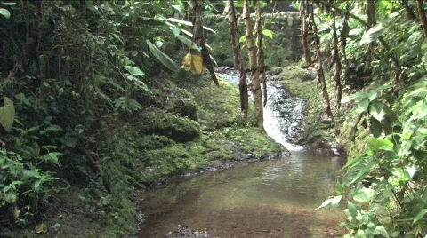 Stream in the Cloudforest highlands of Peru Stock Footage 296461
