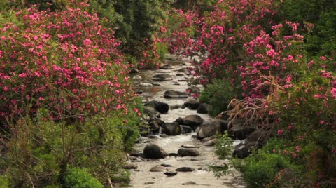 Stream in a Colorful area Stock Footage 28888939