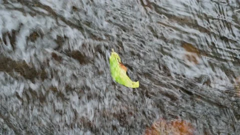 Stream With Colorful Leaf Underwater Stock Footage 159416564