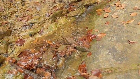 Stream in Coniferous Forest Brook Autumn Dry Leaves on the Ground Symbol of Stock Footage 71641345