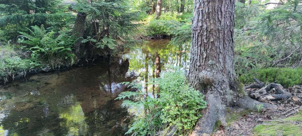 A stream in a coniferous forest. Stock Photos