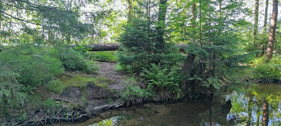A stream in a coniferous forest. Stock Photos