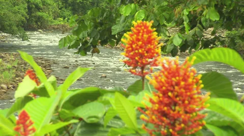 Stream in Costa Rica Stock Footage 32581663