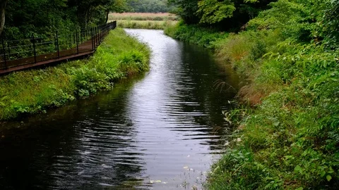 The stream creek in the rain Stock Footage 80862809