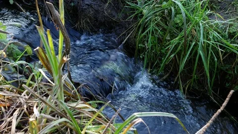 Stream croaks in the autumn grass Stock Footage 81171640