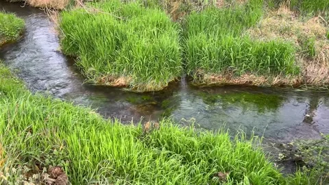 Stream with crystal clear water Stock Footage 271209937