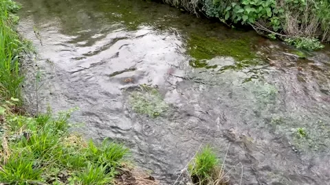 Stream with crystal clear water Video stock 271209946