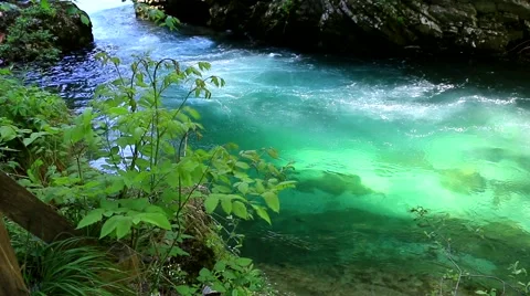 Stream with crystal clear water in the gorge of Vintgar in Slovenia Stock Footage 63029109