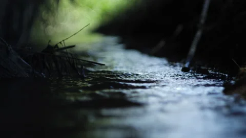 Stream with crystal clear water running in summer dark green forest. Stock Footage 196822326