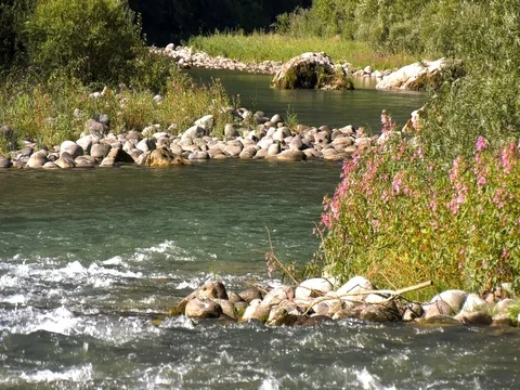 Stream with current waves and flowers Stock Footage 78029159