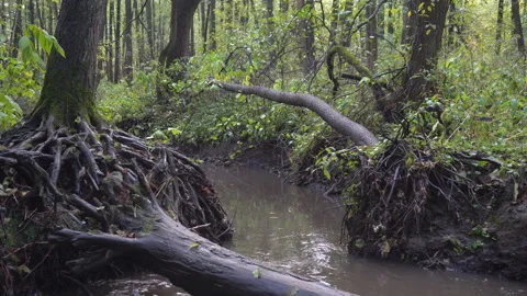Stream in the damp autumn forest after rain Stock Footage 96090360