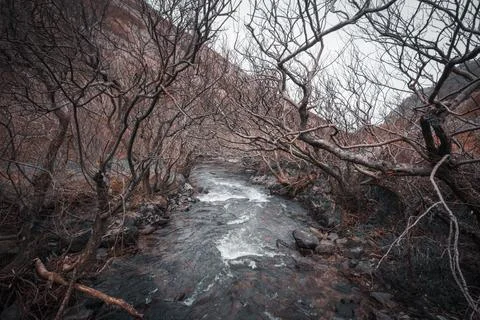 Stream in dark forrest north devon Stock Photos