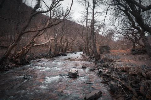 Stream in dark forrest north devon Fotos de archivo