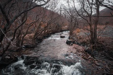 Stream in dark forrest Stock Photos