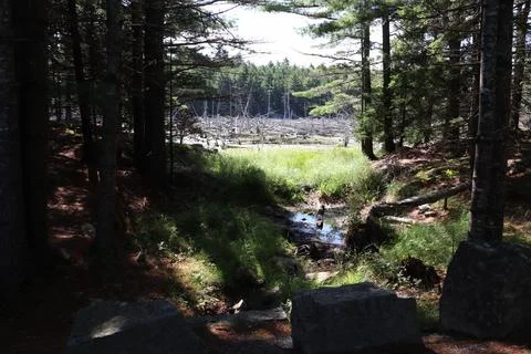 Stream to Dead Tree Marsh 스톡 사진