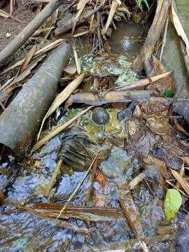  Stream of Debris in a Forest Ditch Stock Photos