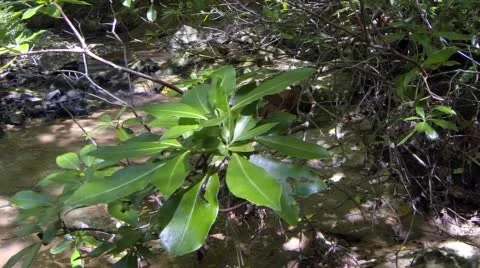 Stream in deep woods Stock Footage 52095423