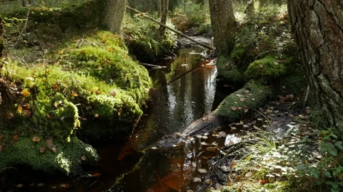 Stream in a dense forest Stock Footage 140449743