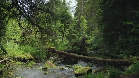 Stream in a dense forest Stock Footage 270150110