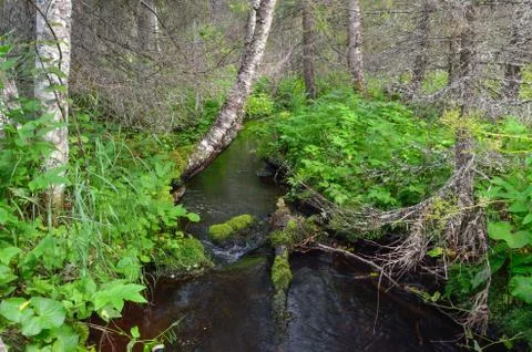 Stream in a dense forest. Stock Photos