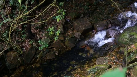 Stream descends from  hill in  tropics 스톡 동영상 74064198