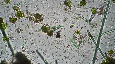 Stream of different tiny life primitive microorganisms in drop of water filmed Video stock 164965779