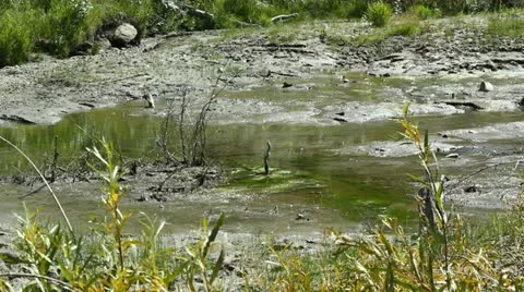 Stream drying from drought Stock Footage 11733811