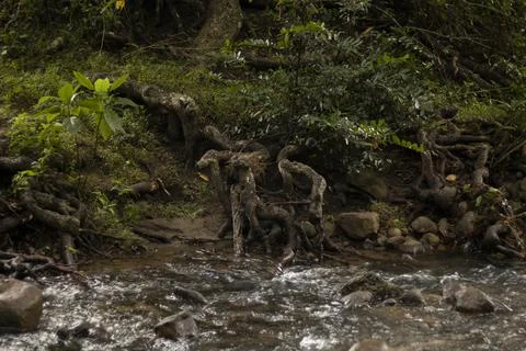 A stream during the late fall in Western Ghats Foto stock