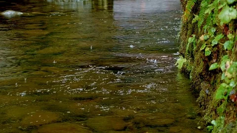 Stream during rain Columbia River Gorge Oregon Rain in Oneata Gorge 93 Stock-Footage 81891779