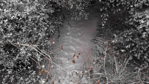 A stream in an English forest Stock Footage 117563816