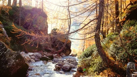 Stream in the fall forest Stock Footage 119394290