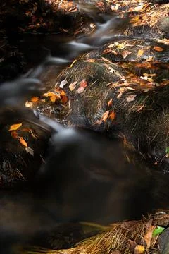 Stream in Fall Yellow color Stock Photos