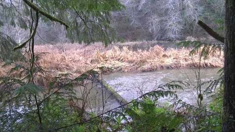 Stream feeding mountain lake in the Olympic Peninsula of Wa. State 動画素材 70842729